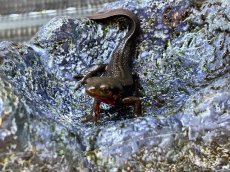 画像2: アカハライモリ　兵庫県産　（累代WC） (2)