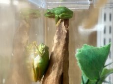 画像3: ニホンアマガエル　兵庫県産　（累代WC） (3)