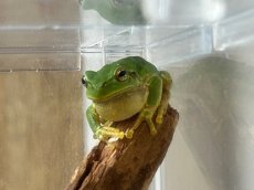 画像2: ニホンアマガエル　兵庫県産　（累代WC） (2)