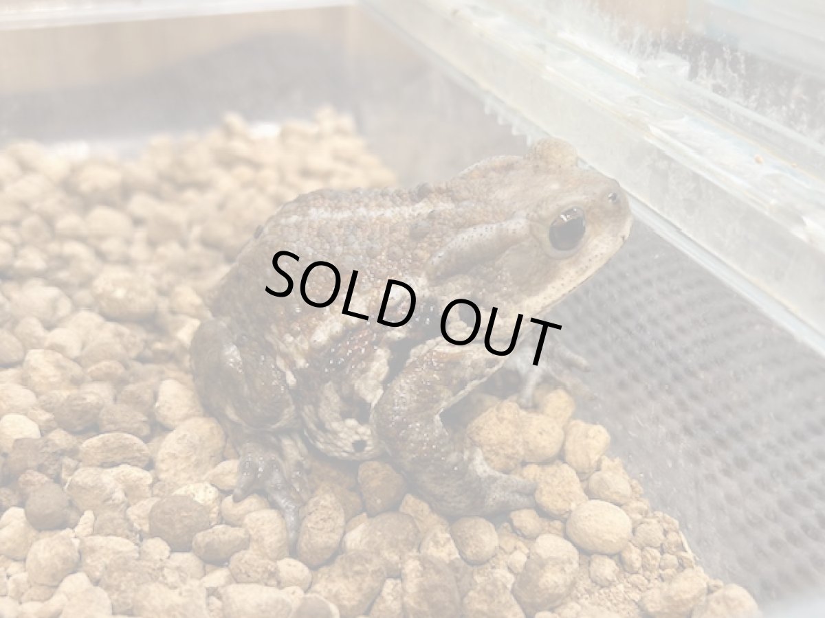 画像1: ミヤコヒキガエル　WC（南大東島産） (1)