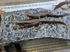 画像1: アカハライモリ　兵庫県産　（累代WC） (1)