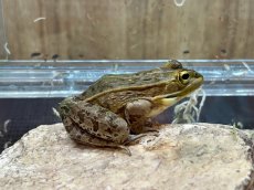 画像1: トノサマガエル　兵庫県産　（累代WC） (1)