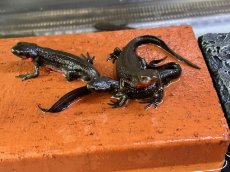 画像3: アカハライモリ　兵庫県産　（累代WC） (3)