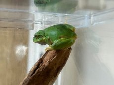 画像4: ニホンアマガエル　兵庫県産　（累代WC） (4)