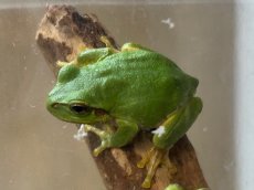 画像1: ニホンアマガエル　兵庫県産　（累代WC） (1)