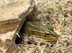 画像2: トノサマガエル　兵庫県産　（累代WC） (2)