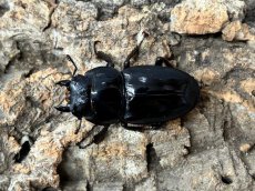 画像4: トクノシマヒラタクワガタ　鹿児島県 徳之島町産　ペア（累代CB♂62mm 2025/10月♀Free mm 2025/7月羽化) (4)