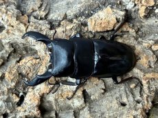 画像2: トクノシマヒラタクワガタ　鹿児島県 徳之島町産　ペア（累代CB♂62mm 2025/10月♀Free mm 2025/7月羽化) (2)