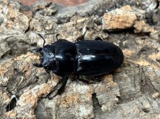 画像3: トクノシマヒラタクワガタ　鹿児島県 徳之島町産　ペア（累代CB♂62mm 2025/10月♀Free mm 2025/7月羽化) (3)