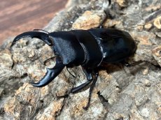 画像1: トクノシマヒラタクワガタ　鹿児島県 徳之島町産　ペア（累代CB♂62mm 2025/10月♀Free mm 2025/7月羽化) (1)