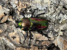 画像2: ニジイロクワガタ　クイーンズランド産　ペア（累代CB♂35mm  2026/3月♀Free mm 2026/3月) (2)