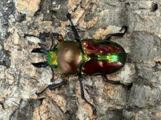 画像1: ニジイロクワガタ　クイーンズランド産　ペア（累代CB♂35mm  2026/3月♀Free mm 2026/3月) (1)