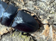 画像3: 国産オオクワガタ　兵庫県川西市産（奈良輪血統）ペア【♂右中脚フセツ取れ】（累代CB♂83mm  2025/9月♀52mm 2026/7月) (3)