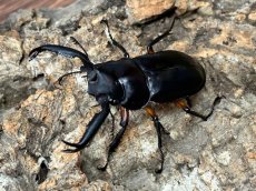 画像3: ディディエールシカクワガタ　マレーシア ゲンティンハイランド産　ペア（累代CB♂53mm  2026/3月♀34mm 2026/1月) (3)