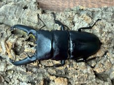 画像1: パラワンオオヒラタクワガタ　Mt.ガントン産　ペア【♂左後脚フセツ取れ】（累代CB♂109mm  2025/8月♀52mm 2025/8月) (1)