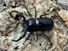 画像1: ディディエールシカクワガタ　マレーシア ゲンティンハイランド産　ペア（累代CB♂55mm  2026/3月♀34mm 2026/1月) (1)