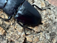 画像3: パラワンオオヒラタクワガタ　Mt.ガントン産　ペア【♂左後脚フセツ取れ】（累代CB♂109mm  2025/8月♀52mm 2025/8月) (3)