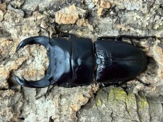 画像1: 国産オオクワガタ　兵庫県川西市産（奈良輪血統）ペア【♂右中脚フセツ取れ】（累代CB♂83mm  2025/9月♀52mm 2026/7月) (1)