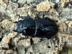 画像2: 国産オオクワガタ　兵庫県川西市産（奈良輪血統）ペア【♂右中脚フセツ取れ】（累代CB♂83mm  2025/9月♀52mm 2026/7月) (2)