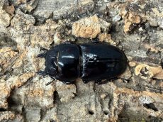 画像2: パラワンオオヒラタクワガタ　Mt.ガントン産　ペア【♂左後脚フセツ取れ】（累代CB♂109mm  2025/8月♀52mm 2025/8月) (2)