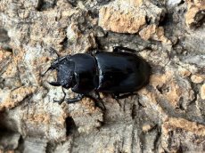 画像2: ディディエールシカクワガタ　マレーシア ゲンティンハイランド産　ペア（累代CB♂53mm  2026/3月♀34mm 2026/1月) (2)