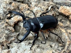 画像3: ディディエールシカクワガタ　マレーシア ゲンティンハイランド産　ペア（累代CB♂55mm  2026/3月♀34mm 2026/1月) (3)