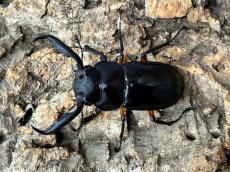 画像1: ディディエールシカクワガタ　マレーシア ゲンティンハイランド産　ペア（累代CB♂53mm  2026/3月♀34mm 2026/1月) (1)