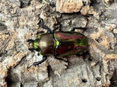 画像2: ニジイロクワガタ　クイーンズランド産　ペア（累代CB♂59mm  2026/3月♀Free mm 2026/3月) (2)