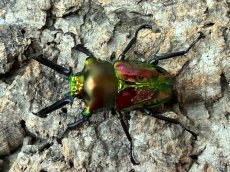 画像1: ニジイロクワガタ　クイーンズランド産　ペア（累代CB♂60mm  2026/3月♀Free mm 2026/3月) (1)