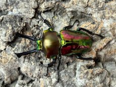 画像1: ニジイロクワガタ　クイーンズランド産　ペア（累代CB♂57mm  2026/3月♀Free mm 2026/3月) (1)