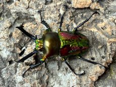 画像1: ニジイロクワガタ　クイーンズランド産　ペア（累代CB♂61mm  2026/3月♀Free mm 2026/3月) (1)