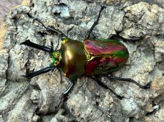 画像1: ニジイロクワガタ　クイーンズランド産　ペア（累代CB♂59mm  2026/3月♀Free mm 2026/3月) (1)