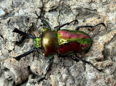 画像1: ニジイロクワガタ　クイーンズランド産　ペア（累代CB♂58mm  2026/3月♀Free mm 2026/3月) (1)