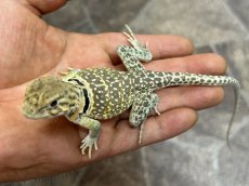 画像3: トウブクビワトカゲ ♂（USWC） (3)