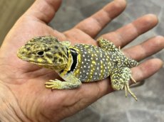 画像2: トウブクビワトカゲ ♂（USWC） (2)