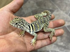 画像4: トウブクビワトカゲ ♂（USWC） (4)