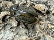 画像3: ティティウスシロカブト　アメリカ合衆国 ノースカロライナ州産 ペア ※♀羽開き （累代CB ♂53mm ♀49mm  2025/12月羽化） (3)