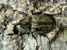画像1: ティティウスシロカブト　アメリカ合衆国 ノースカロライナ州産 ペア ※♀羽開き （累代CB ♂53mm ♀49mm  2025/12月羽化） (1)