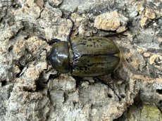 画像2: ティティウスシロカブト　アメリカ合衆国 ノースカロライナ州産 ペア ※♀羽開き （累代CB ♂53mm ♀49mm  2025/12月羽化） (2)