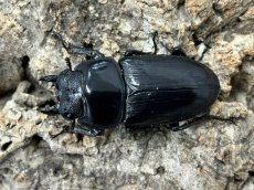 画像2: 国産オオクワガタ　大阪府能勢町産【♀単品】（累代CB♀50mm　2025/7月羽化） (2)