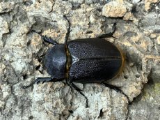 画像3: サタンオオカブト  ボリビア・コロイコ産 ペア  （累代CB ♂ 94mm ♀56mm  2026/5月羽化） (3)