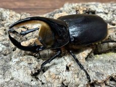 画像1: サタンオオカブト  ボリビア・コロイコ産 ペア  （累代CB ♂ 94mm ♀56mm  2026/5月羽化） (1)