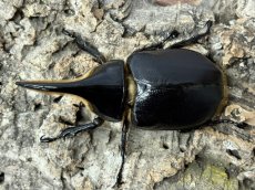 画像2: サタンオオカブト  ボリビア・コロイコ産 ペア  （累代CB ♂ 94mm ♀56mm  2026/5月羽化） (2)