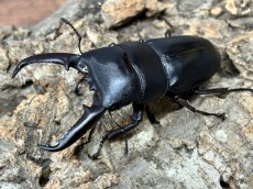 画像1: ツシマヒラタクワガタ　対馬市 厳原町産 ペア（累代CB ♂64mm  ♀25.5mm  2026/4月羽化） (1)