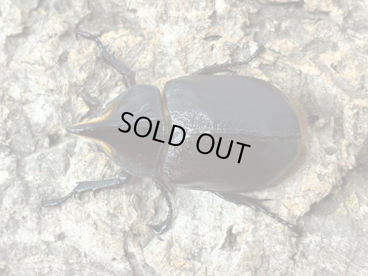 画像2: サタンオオカブト  ボリビア・コロイコ産 ペア （累代CB ♂ 57mm ♀56mm  2026/5月羽化） (2)