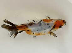 画像3: 江戸地金  2歳（愛好家物） ±9cm (3)