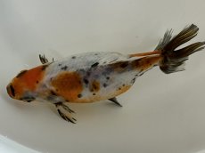 画像2: 江戸地金  2歳（愛好家物） ±9cm (2)