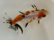 画像3: 江戸地金  2歳（愛好家物） ±8cm (3)