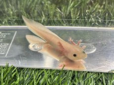 画像1: ウーパールーパー（リューシスティック）約7〜8cm (1)