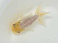 画像4: らんちゅう（愛好家物） 7〜9cm (4)